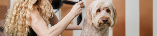 Hundefell pflegen – So bleibt das Fell Ihres Hundes gesund & glänzend