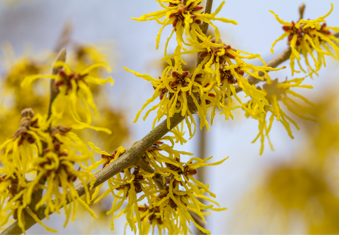 Hamamelis: Der adstringierende Klassiker für sensible Haut