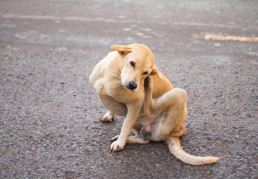 Allergischer Hund: So stärken Sie die Hautbarriere und vermeiden typische Reizstoffe