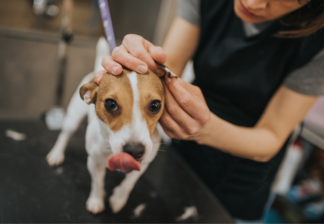 Ohrenpflege beim Hund: Wie oft, wie richtig – und was man besser bleiben lässt