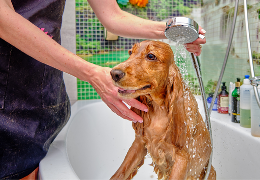 Welches Shampoo ist für Hunde wirklich geeignet? – Was drin sein muss und was besser nicht