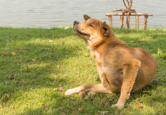 Gegen Juckreiz beim Hund