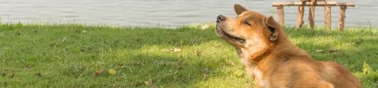 Juckreiz beim Hund