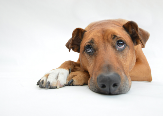 Verdauungsprobleme beim Hund